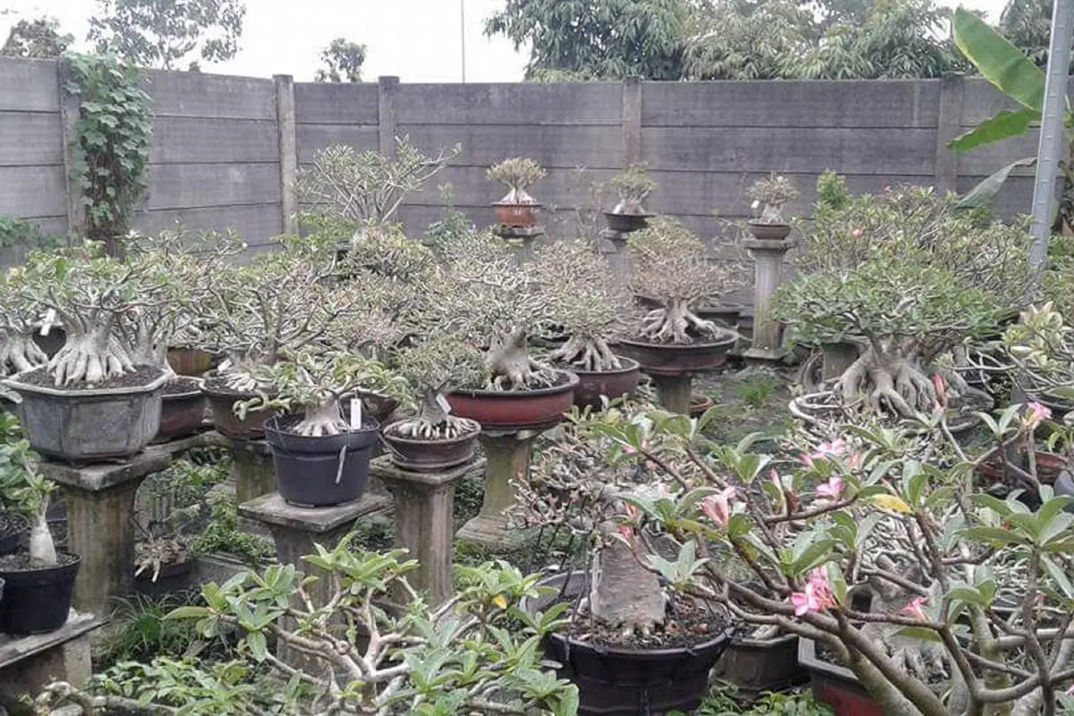 Adenium