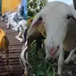 Sebuah kebun binatang yang kurang lazim di Situbondo, Jawa Timur menempatkan kambing maupun domba jadi berbagai jenis hewan. (Dok: TikTok&nbsp;@pakpet.chanel)