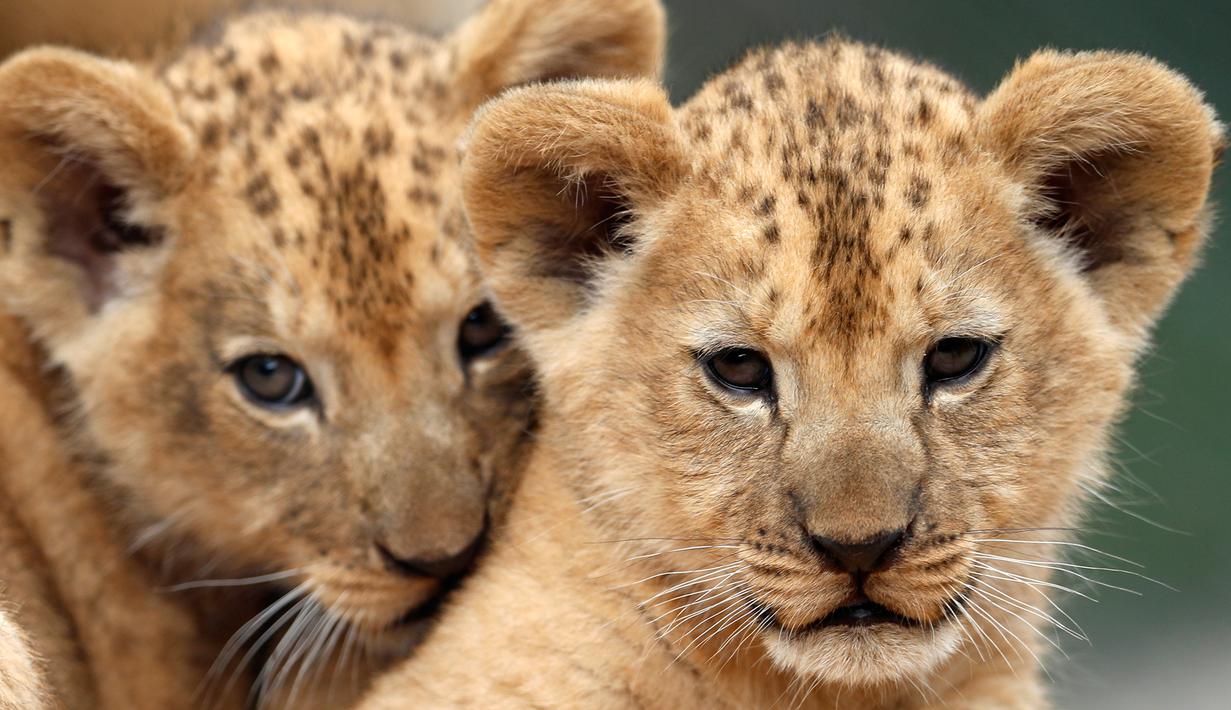 FOTO: Bayi Singa Langka Lahir di Kebun Binatang Ceko ...