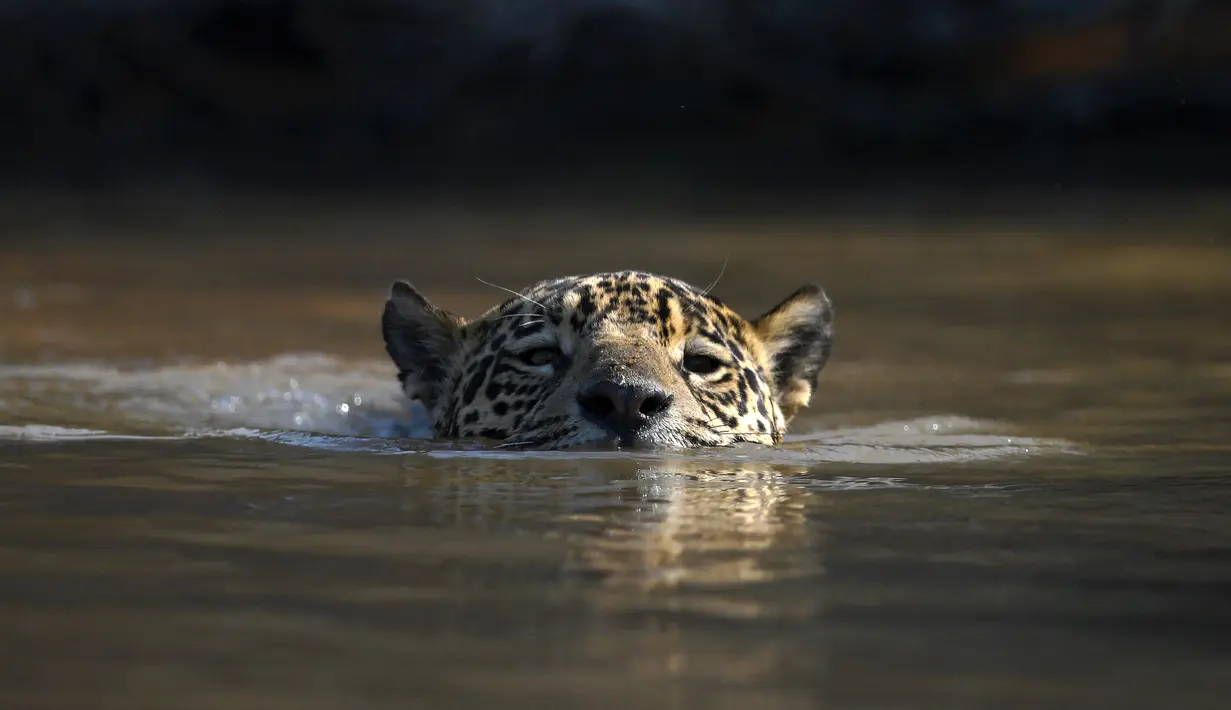 Seekor jaguar berenang di Porto Jofre, Pantanal, negara bagian Mato Grosso, Brasil, pada 2 September 2021. Amazon merupakan rumah bagi jutaan spesies. Keberadaan hutannya pun jadi 'alat' utama penyerap polusi di dunia. (AFP/Carl De Souza)