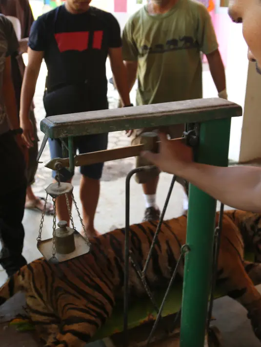 Tim dokter dari VESSWIC menimbang Harimau Sumatera yang terluka akibat terjerat jebakan rusa yang dipasang oleh warga, Mandailing Natal, Sumut, Sabtu (28/11/2015). (Foto:Ori Kakigunung)