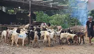  Aditya Eka Prawira/Liputan6.com)