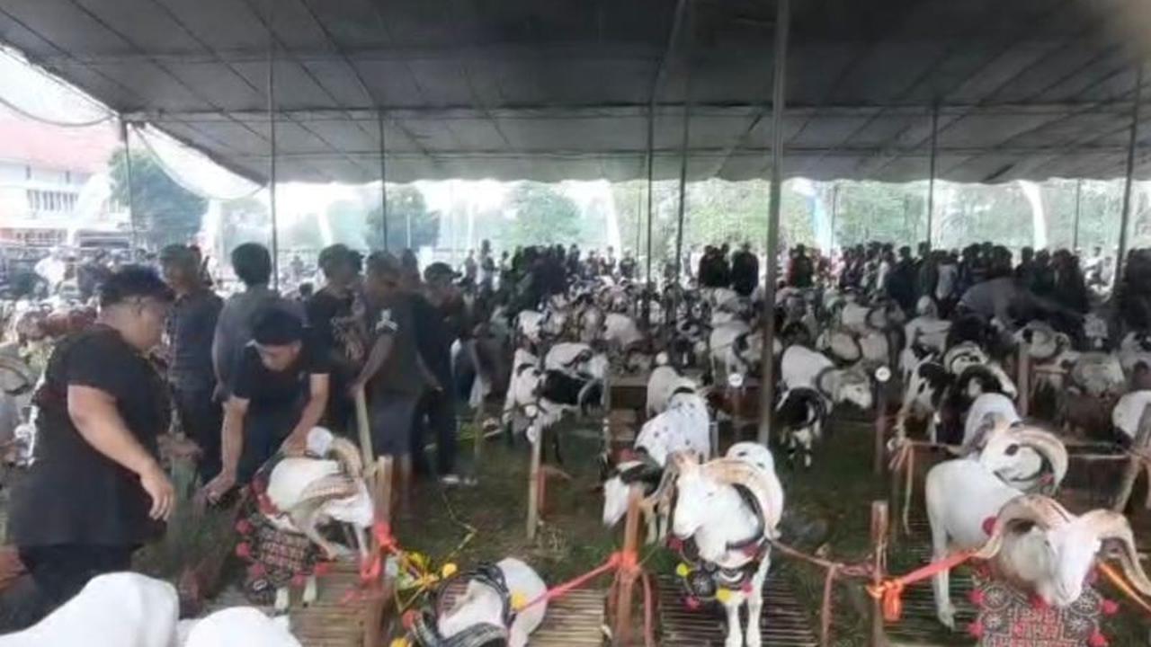 Pesta Patok Tasikmalaya: Bupati Sebut Tumbuhkan Kualitas dan Ekonomi Peternak