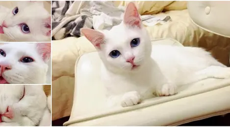 Jangan Tertipu Dengan Kecantikan Kucing Ini Karena Sebenarnya Dia Lifestyle Fimela Com