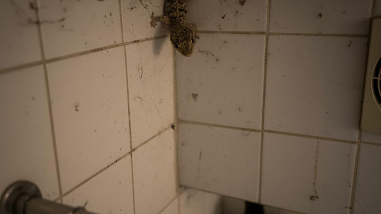 Alasan Cicak Betah di Kamar Mandi dan Cara Mengurangi Kehadirannya, Solusi untuk Rumah Lebih Bersih