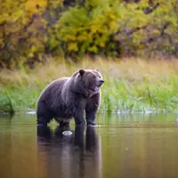 Yuk lihat bagaimana beruang 'tamasya' di pantai