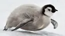 Bayi pinguin saat mencoba berseluncur di gundukan salju Benua Antartika. Mereka akan bertahan hidup dari berbagai predator yang lebih besar darinya. (Dailymail.co.uk)
