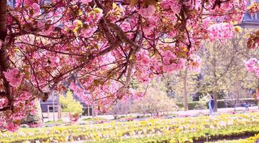 Tak Hanya Jepang, Potret Keindahan Bunga Sakura di 6 Negara Dunia Ini Bikin Takjub