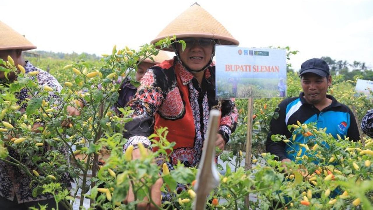 Libatkan Petani Miskin, Panen Cabai Dana Keistimewaan DIY di Banyurejo Hasilkan Puluhan Juta Rupiah
