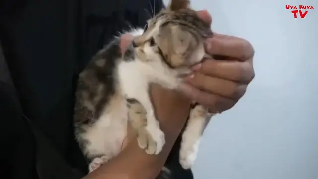 Potret Kucing Bercorak Manusia Milik Rieta Amilia. (Sumber: YouTube/Uya Kuya TV)