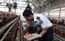 Rutan Negara Jembrana Kembangkan Peternakan Ayam Petelur Berkualitas, Warga Binaan Produktif
