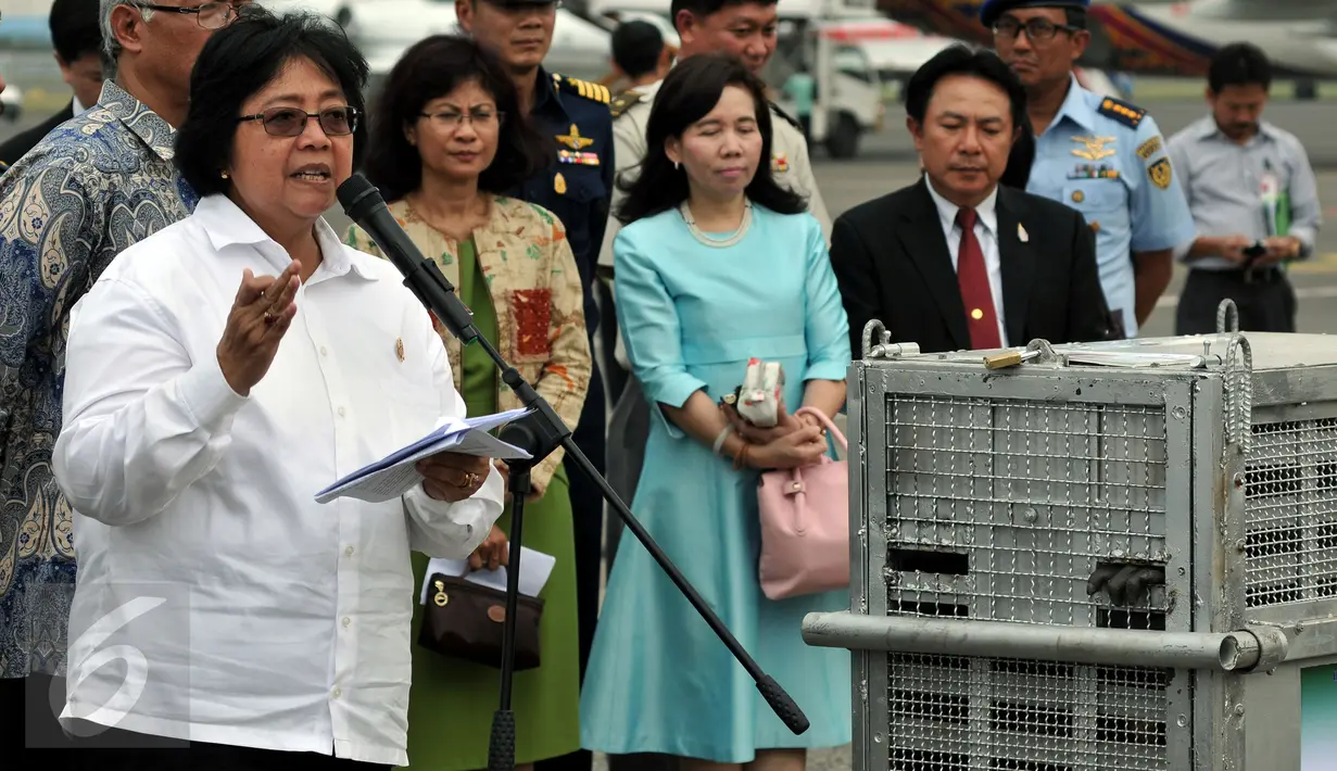Kementrian Lingkungan Hidup dan Kehutanan, Siiti Nurbaya memberi pidato saat menyambut kedatangan 14 orang utan di Halim Perdanakusuma, Jakarta, Kamis, (12/11/2015). Sebanyak 14 Orang utan dikembalikan ke Indonesia. (Liputan6.com/JohanTallo)