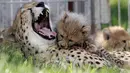 Bayi cheetah berinteraksi dengan induknya, Savannah, di Kebun Binatang Praha, Republik Ceko, Kamis (3/8). Lima ekor cheetah, 3 jantan dan 2 betina, dilahirkan pada 15 Mei 2017 lalu dan menambah total cheetah di kebun binatang ini. (MICHAL CIZEK/AFP)