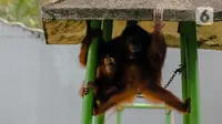 Orangutan beraktivitas dalam kandangnya di Taman Margasatwa Ragunan, Jakarta Selatan, Senin (20/4/2020). Satwa-satwa di Taman Margasatwa Ragunan terlihat lebih tenang sejak penutupan lokasi mulai 14 Maret untuk mencegah penyebaran virus corona COVID-19. (Liputan6.com/Faizal Fanani)