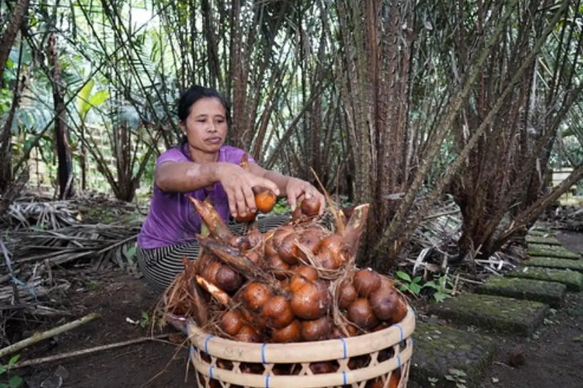 FAO Tetapkan Agroforestri Salak Bali Sebagai Warisan Pertanian Dunia