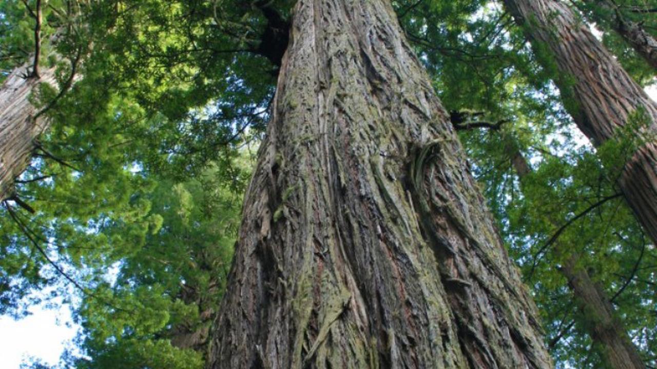 Pohon Tertinggi di Dunia, Berapa Tingginya?