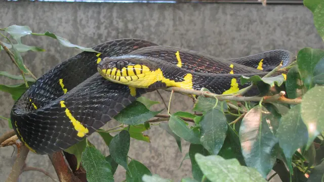 Ular Kuning Hitam Jenis Ular Cincin Emas