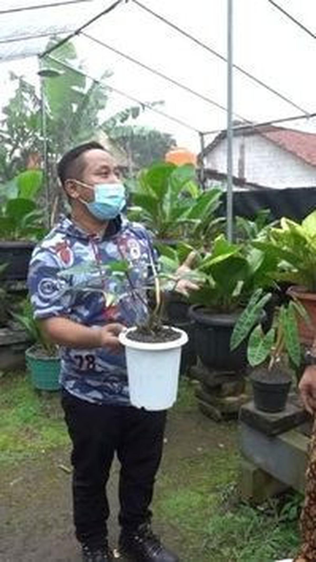 Koleksi Tanaman