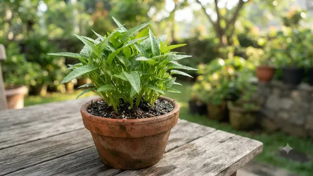 Kebun sayur di halaman