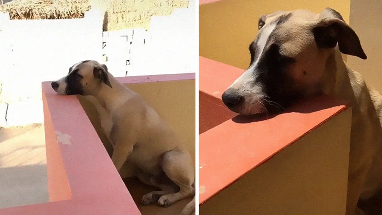 Punya Gangguan Kecemasan Anjing Ini Ngambek Jika Ditinggal Sendiri
