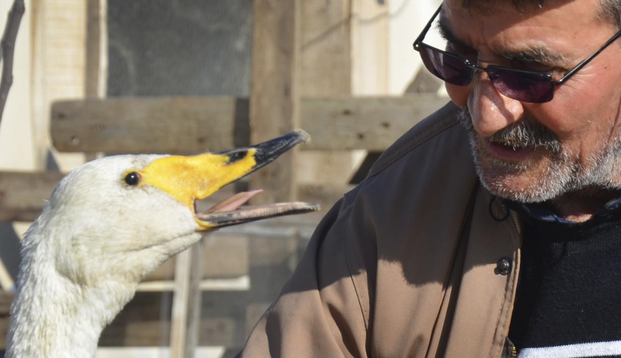 Recep Mirzan (63), pensiunan tukang pos, berbincang dengan Garip, seekor angsa betina di rumah pertaniannya di luar Karaagac, di provinsi Edirne, bagian barat Turki, 6 Februari 2021. Mirzan memberi nama angsanya dengan “Garip” yang berarti “aneh” dan “kurang beruntung”. (AP Photo/Ergin Yildiz)