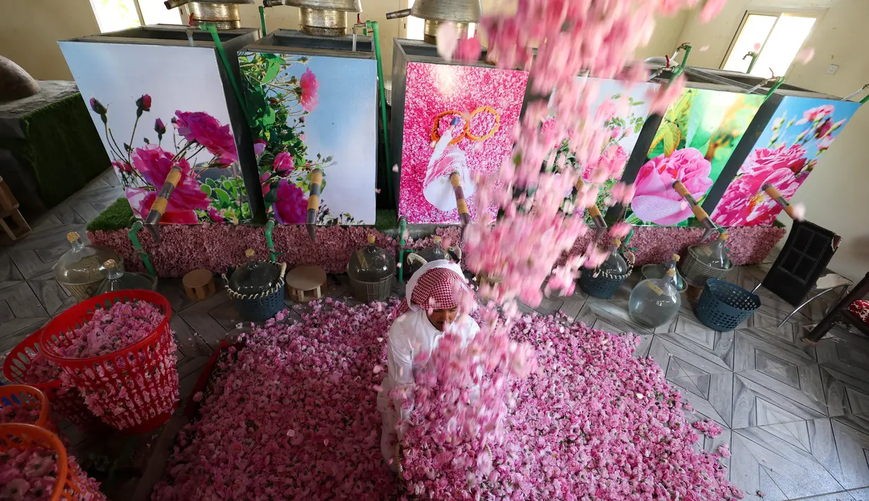 Seorang pekerja di pertanian Bin Salman melemparkan mawar Damaskena (Damask) yang baru dipetik ke udara, yang digunakan untuk menghasilkan air mawar dan minyak, di kota Taif, Saudi barat, pada 11 April 2021. (AFP/Fayez Nureldine)