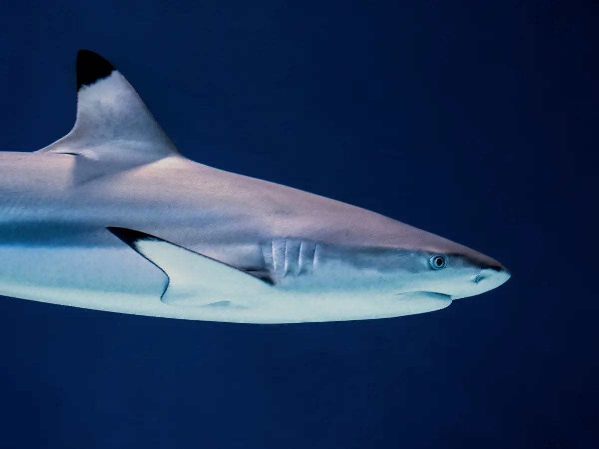 Terinspirasi Oleh Arti Mimpi Melihat Ikan Hiu