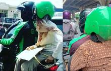 10 Potret Penumpang Ojol Pakai Helmnya Salah Kaprah, Malah di Bolak-balik