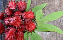 7 Efek Samping Bunga Rosella, Sering Buang Air Kecil hingga Tekanan Darah Rendah