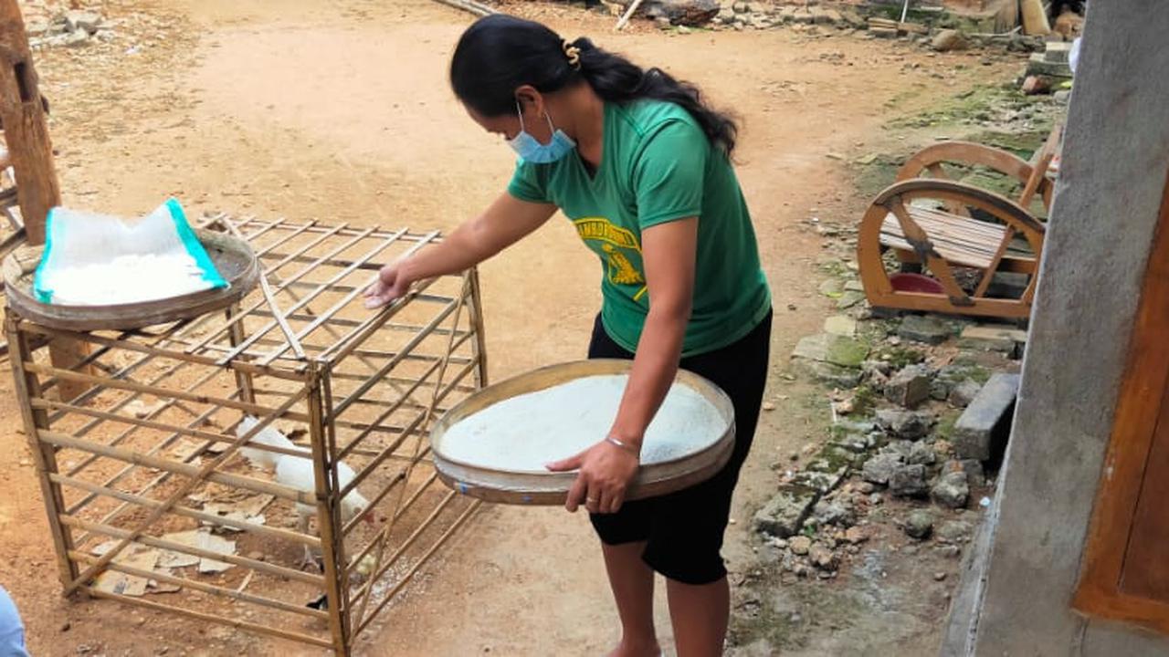Ayam di Tuban diberi makan beras bansos PPKM berkutu. (liputan6.com/Ahmad Adirin)