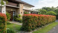 14 Tips Menanam Pucuk Merah di Tanah agar Tumbuh Rimbun dan Rapi, Bisa Jadi Pagar Hidup yang Menawan