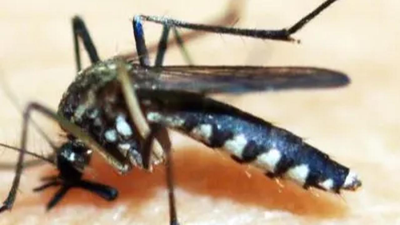 Membedah Cara Kerja Nyamuk Wolbachia Lumpuhkan DBD