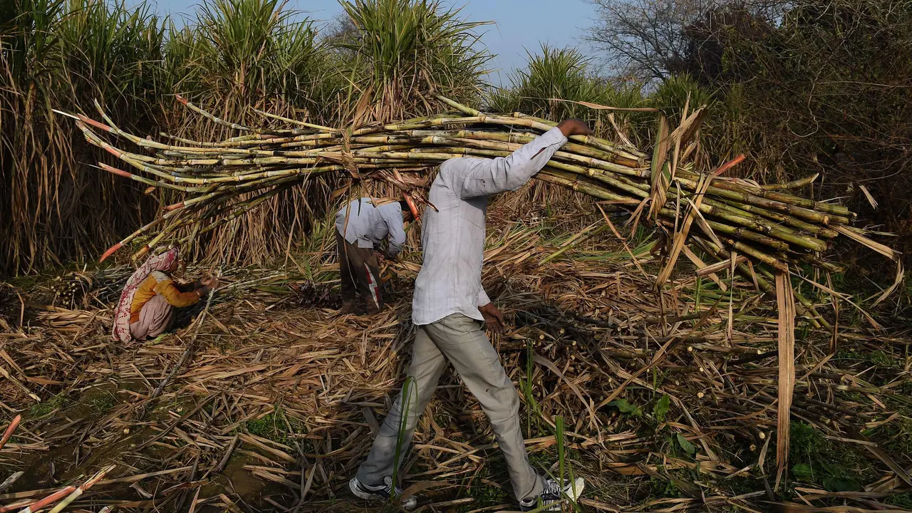 Petani Tebu