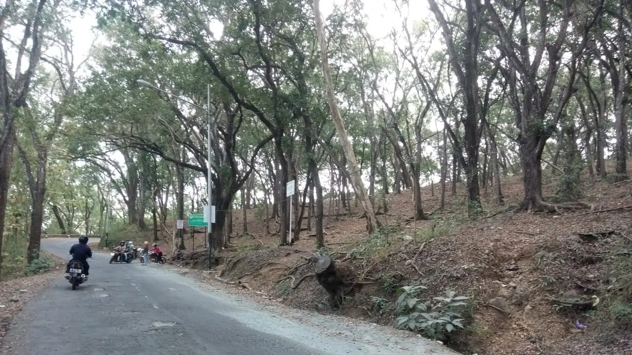 Salam Pagi dari Hutan Lindung Sermo