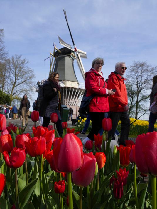 Pengunjung melewati bunga tulip di taman bunga Belanda yang terkenal di dunia, Keukenhof, Lisse, Belanda, 12 April 2022. Keukenhof merupakan taman bunga terbesar di dunia dengan tujuh juta kuntum bunga tulip yang ditanam setahun sekali di taman tersebut. (AP Photo/Peter Dejong)