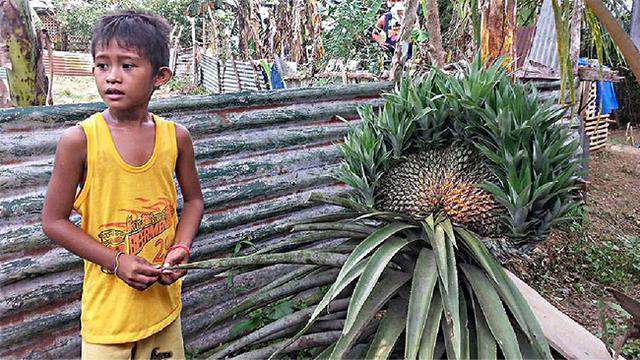 6 Penampakan Buah Ukuran Raksasa Ini Bikin Mata Melongo