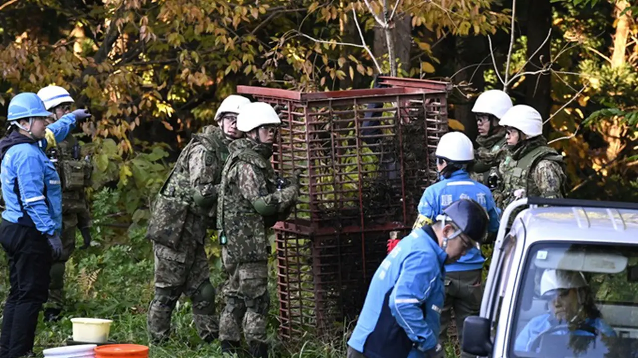 Para anggota Pasukan Bela Diri Darat Jepang bersama sejumlah petugas lainnya memasang perangkap kotak untuk menangkap beruang di Kazuno, Prefektur Akita, pada Rabu, 5 November 2025.