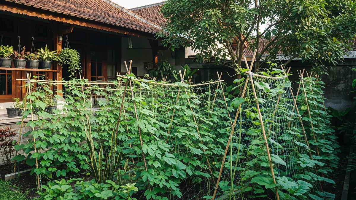 10 Model Kebun Sayur Rambat yang Bikin Halaman Terlihat Adem, Asri dan Tertata Rapi