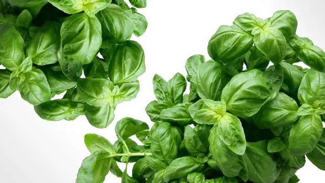 Cara Menurunkan Kolesterol Tanpa Obat, Coba Rempah Alami yang Kaya Manfaat Ini