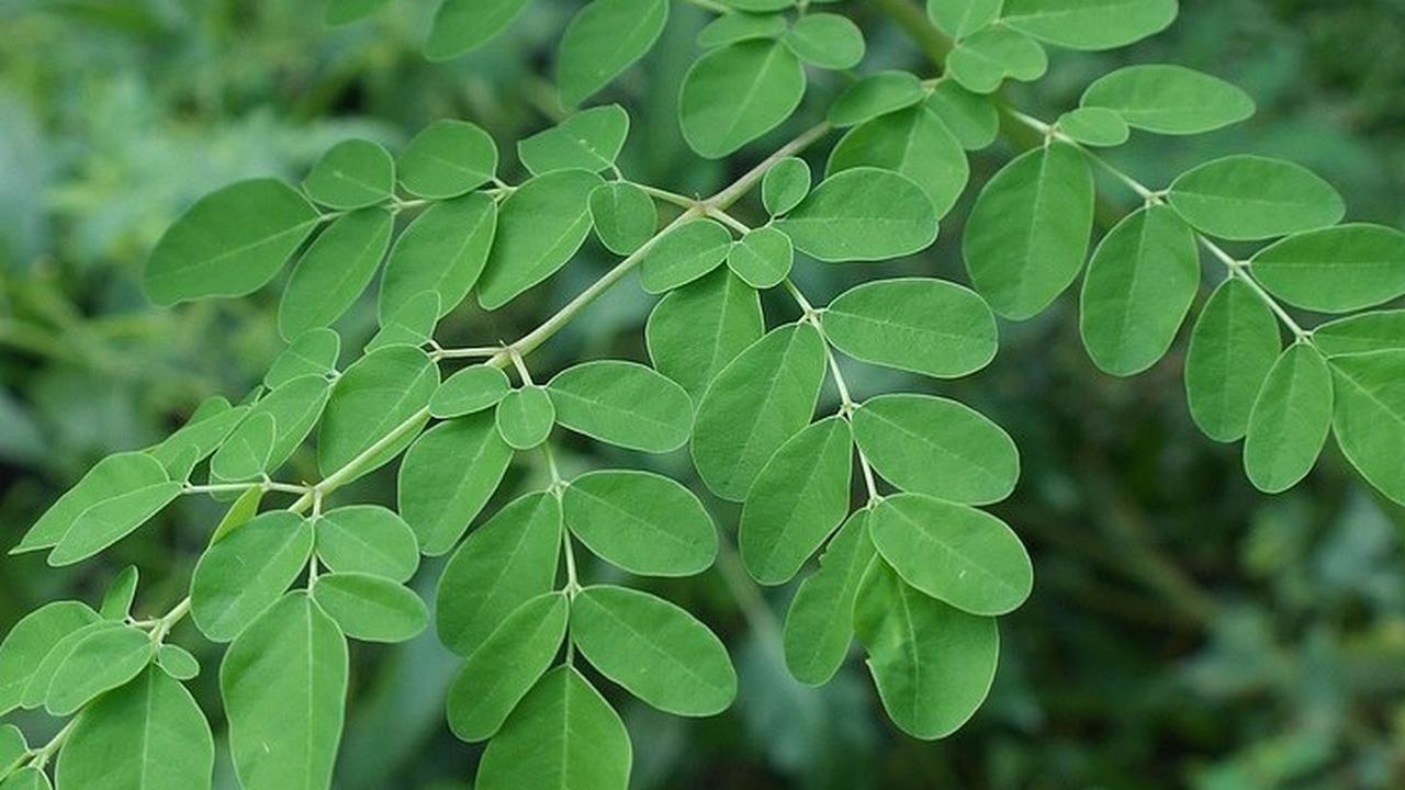 Keajaiban Daun Kelor untuk Vitalitas Pria