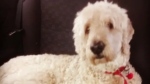 Seorang pemilik anjing mencoba memasang kamera GoPro di badan anjingnya untuk melihat bagaimana keadaan anjing itu ketika pemiliknya pergi dari rumah.