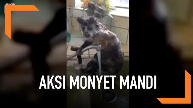 Layaknya manusia, seekor monyet mandi dengan sabun sambil menggosok-gosok badannya sendiri. Aksi monyet ini pun viral di media sosial.