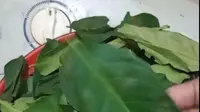 Benarkah Daun Salam Bisa Bantu Cegah Penyakit Jantung? Ini Penjelasannya