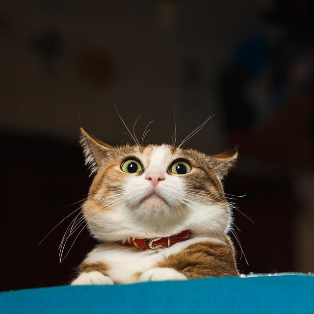 35 Tebak Tebakan Lucu Bikin Ngakak Dan Mengocok Perut Ragam Bola Com