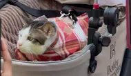 Momen Kucing Bobby Kertanegara Ikut Upacara Penurunan Bendera di Istana