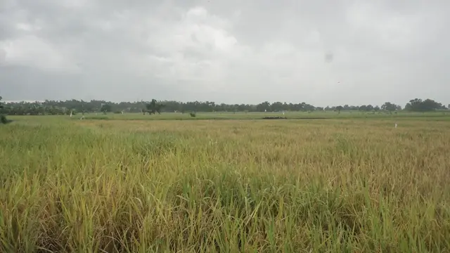 Kementan Ajak Petani Terus Manfaatkan KUR Pertanian untuk Menyokong Produksi