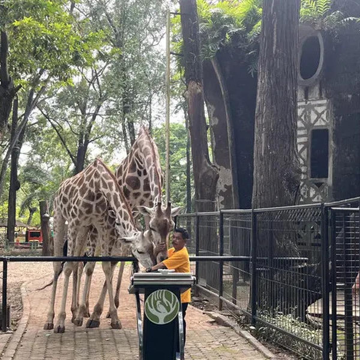 Harga Tiket Masuk Taman Margasatwa Ragunan, Buka Malam Hari Mulai Sabtu 11 Oktober 2025