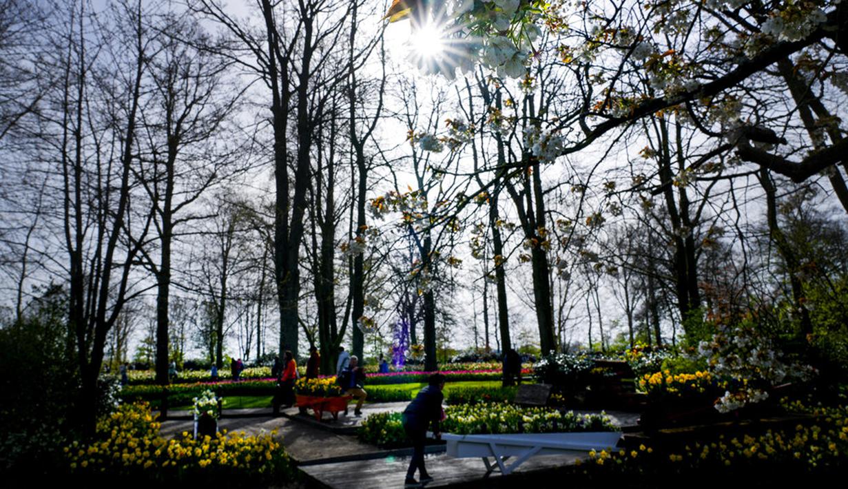 Pengunjung mengagumi rangkaian bunga di taman bunga Belanda yang terkenal di dunia, Keukenhof, Lisse, Belanda, 12 April 2022. Keukenhof merupakan taman bunga terbesar di dunia dengan tujuh juta kuntum bunga tulip yang ditanam setahun sekali di taman tersebut. (AP Photo/Peter Dejong)