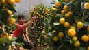Pekerja membawa pohon jeruk kim kit atau jeruk Imlek di Meruya, Jakarta Barat, Sabtu (26/1). Jeruk tersebut didatangkan langsung dari China. (Liputan6.com/Angga Yuniar)
