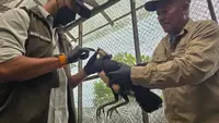BKSDA Sulteng Pantau Kesehatan Satwa Langka Endemik Burung Maleo
